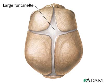 infant skull.jpg